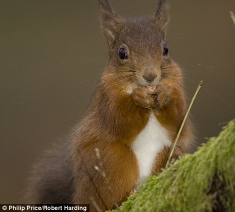 Đây[-]là[-]1[-]trong[-]120.000[-]sóc[-]đỏ[-]còn[-]tồn[-]tại[-]trong[-]thiên[-]nhiên.